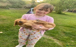 Golden Retriever dogs for sale: Kc pedigree golden retrievers (fox red  in Malton - Image 24