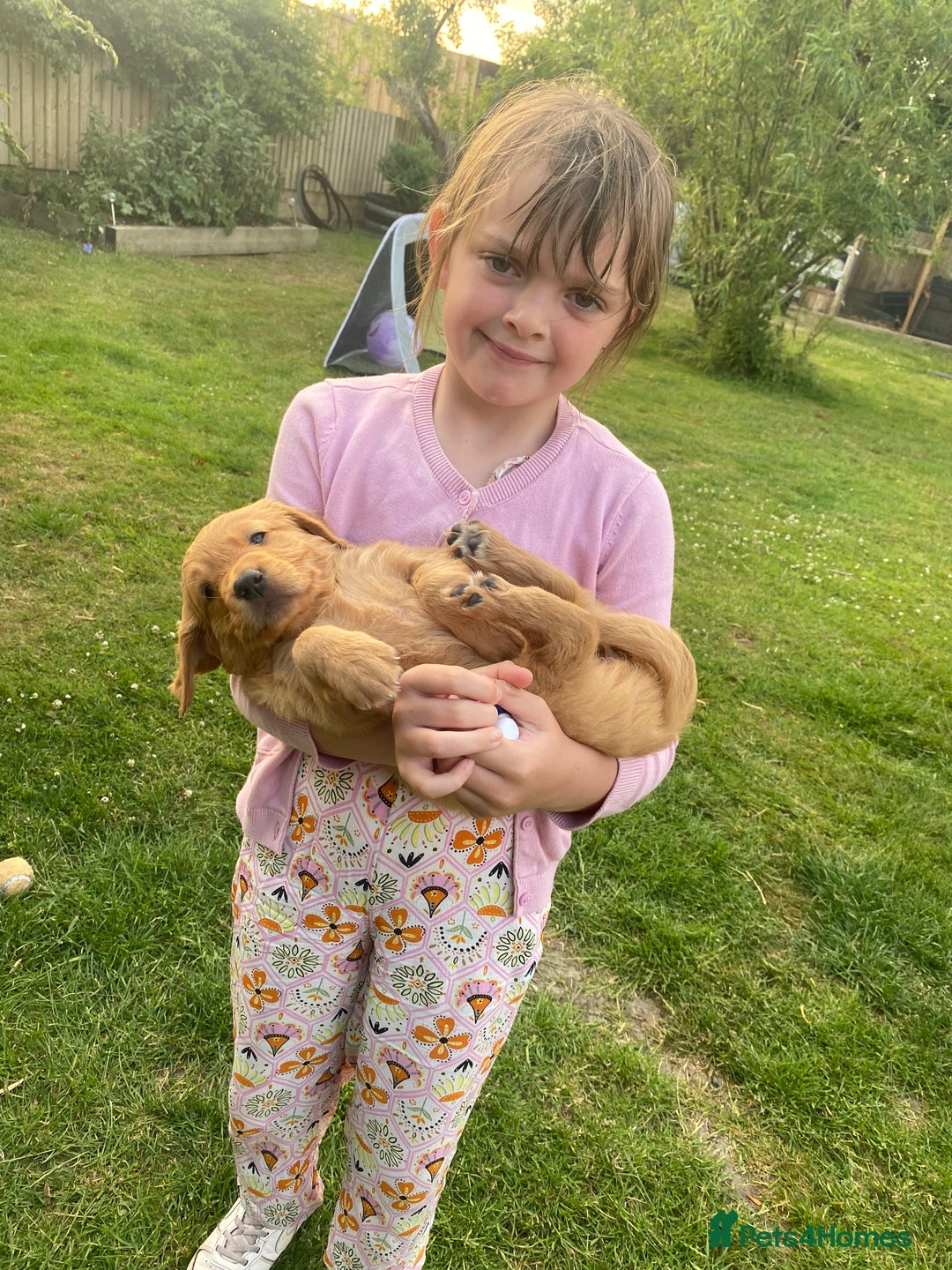 Golden Retriever dogs for sale: Kc pedigree golden retrievers (fox red  in Malton - Image 24