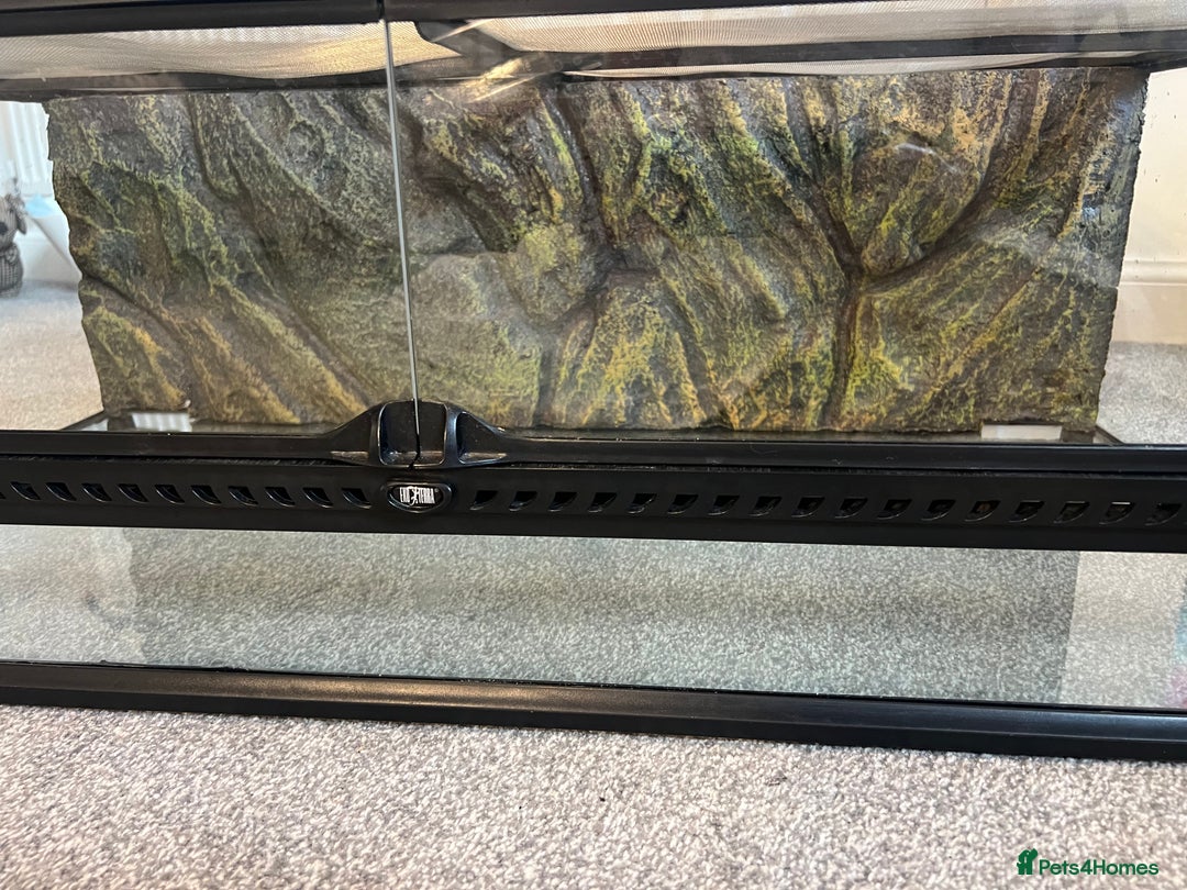 Leopard Gecko reptiles for sale: Exo Terra Terrarium - Full Leopard Gecko Setup - Advert 2