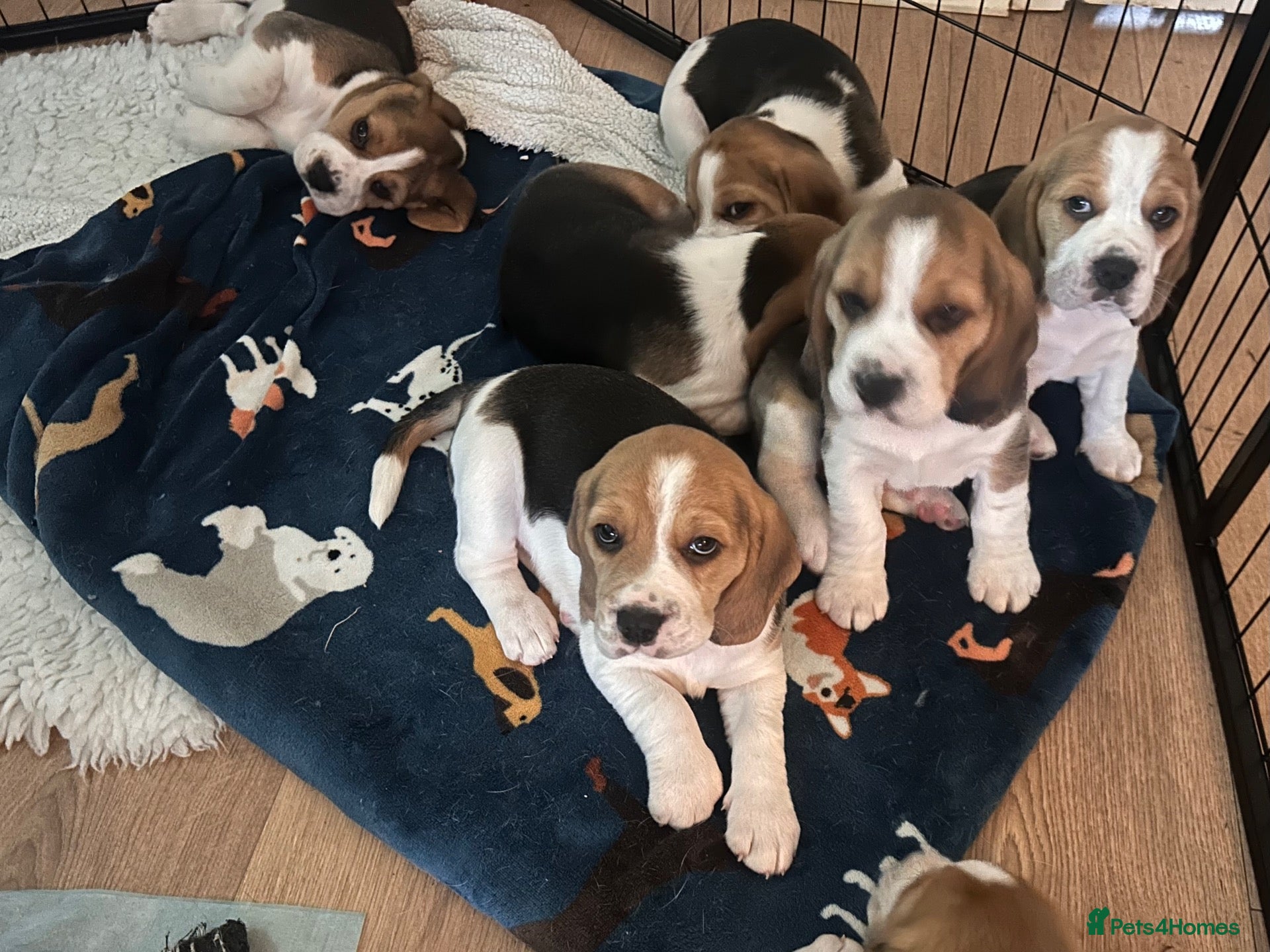 Beagle dogs Beautiful KC registered beagle puppies - Advert 12