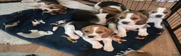Beagle dogs for sale: Beautiful KC registered beagle puppies - Advert 1
