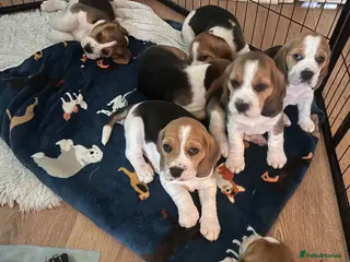 Beagle dogs Beautiful KC registered beagle puppies - Advert 6