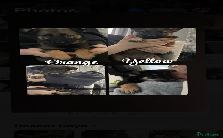 German Shepherd dogs - Advert 12