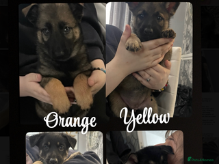 German Shepherd dogs - Advert 17