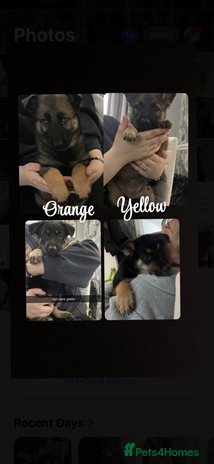 German Shepherd dogs - Advert 15