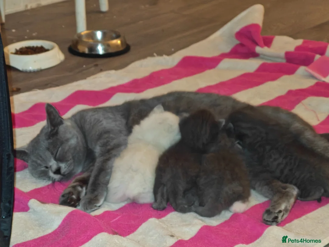 British Shorthair cats for sale: Adorable British Short hair kittens  - Advert 23