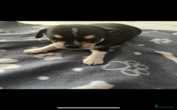 Chihuahua dogs for sale: Chihuahua Puppy 3 - 2 boy, 1 girl  chihuahua  - Image 19