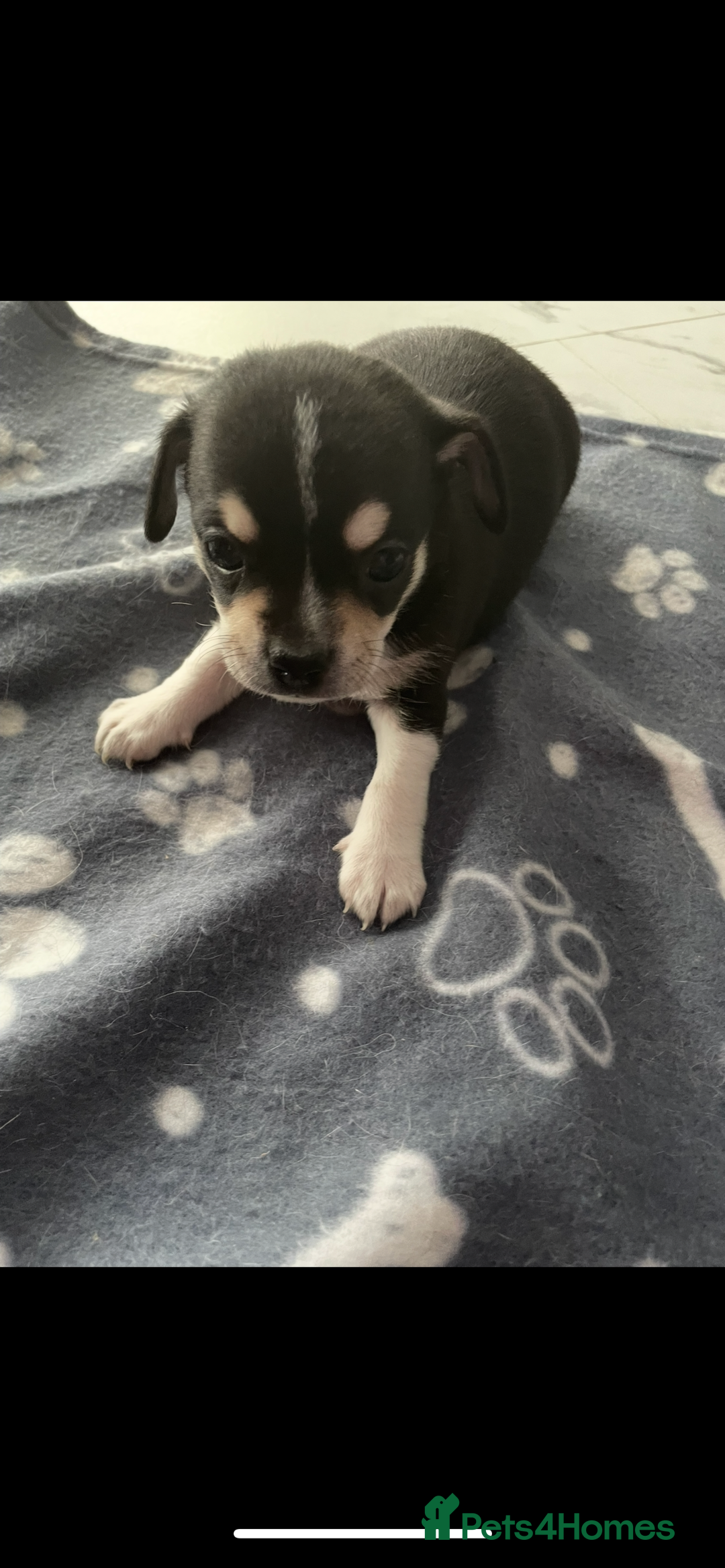 Chihuahua dogs for sale: Chihuahua Puppy 3 - 2 boy, 1 girl  chihuahua  - Image 19