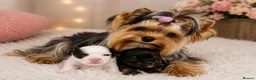 Yorkshire Terrier dogs for sale: Yorkshire Terrier - Advert 4