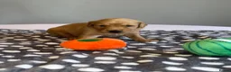 Golden Retriever dogs for sale: KC Fox Red Golden Retriever Puppies  in ELY - Advert 22