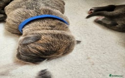 Mixed Breed dogs for sale: 8 Puppies - 3/4 blue staff 1/4 whipit  in Cradley Heath - Image 11
