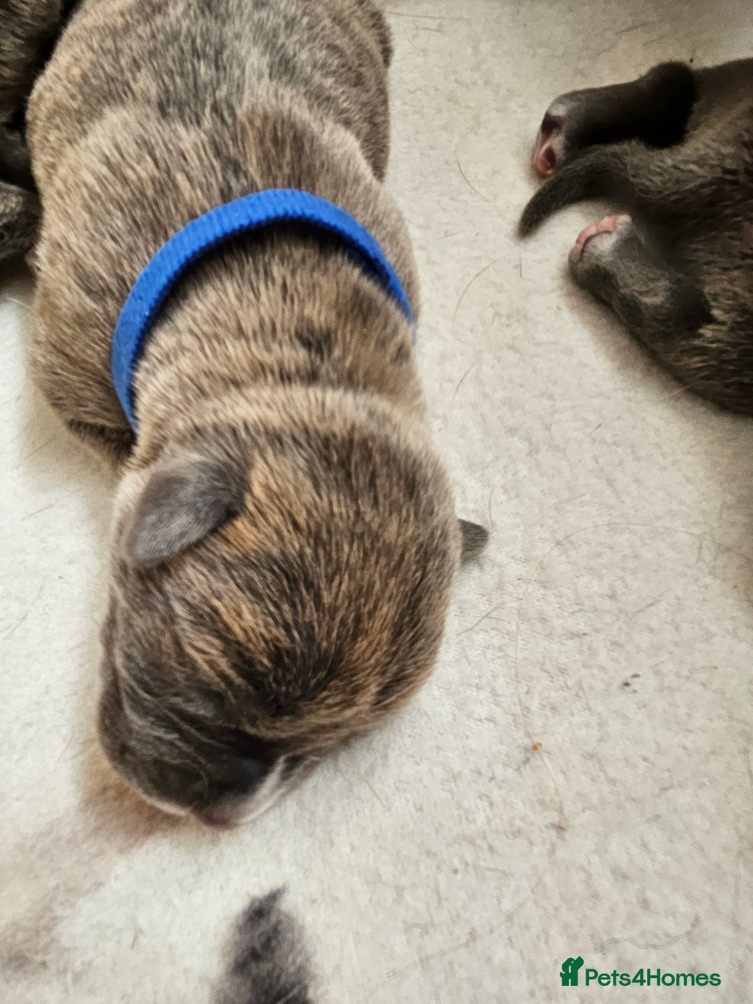 Mixed Breed dogs for sale: 8 Puppies - 3/4 blue staff 1/4 whipit  in Cradley Heath - Image 11