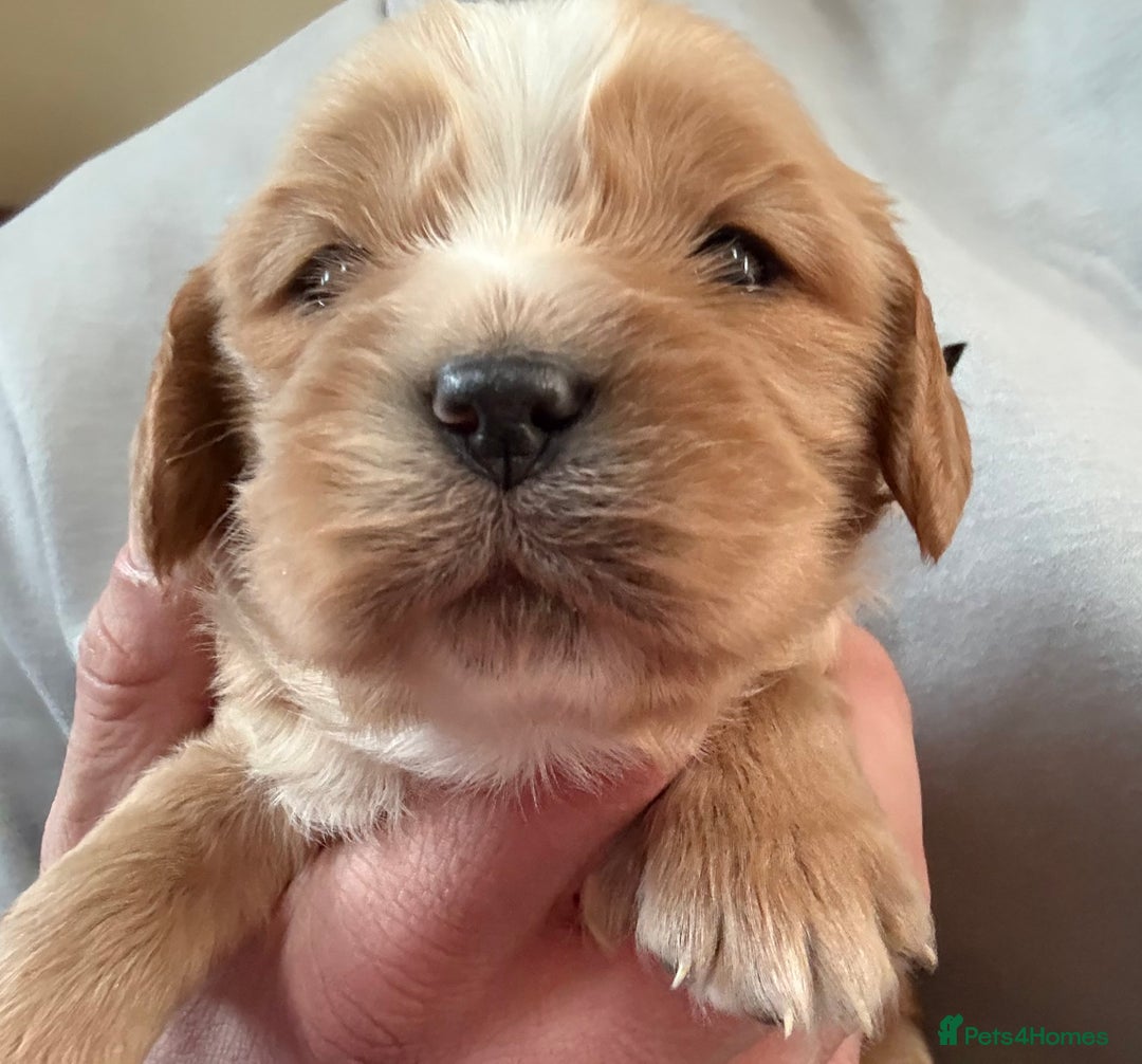 Mixed Breed dogs for sale: Gorgeous toy apricot and black cavapoos  - Advert 1