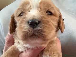 Mixed Breed dogs Gorgeous toy apricot and black cavapoos - Advert 1