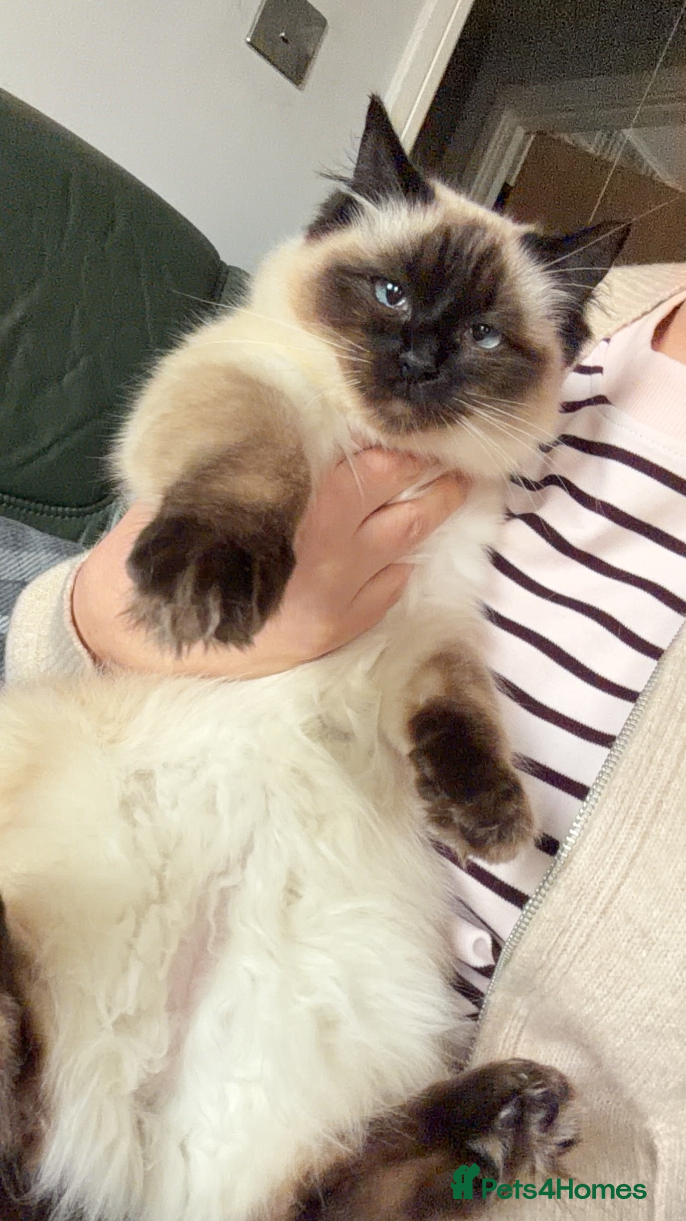 Ragdoll cats Ragdoll  - Advert 3