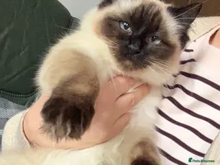 Ragdoll cats Ragdoll - Advert 3