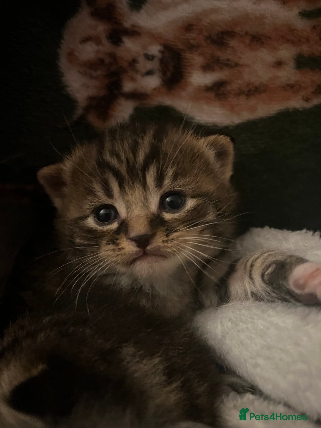 Mixed Breed cats for sale: 6 kittens - Advert 4