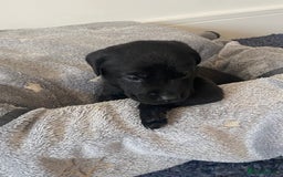 Labrador Retriever dogs for sale: Gorgeous Labrador puppies for sale! - Image 17