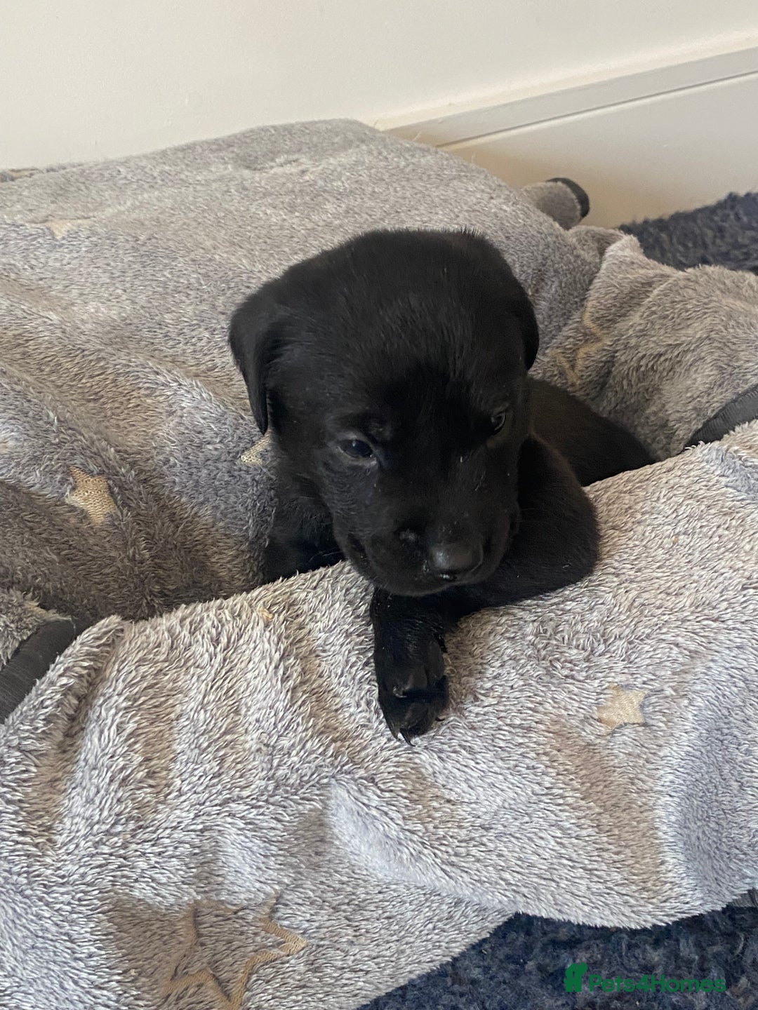 Labrador Retriever dogs for sale: Gorgeous Labrador puppies for sale! - Image 17