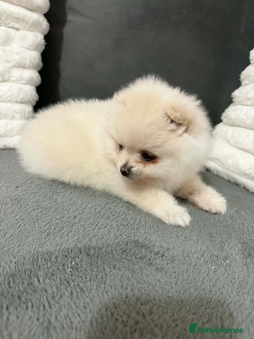 Pomeranian dogs for sale: White Pomeranian girl puppy - Advert 7