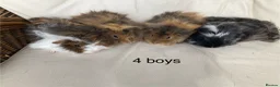 Guinea Pig rodents for sale: 5 gorgeous 🐹 Guinea pigs  - Advert 2
