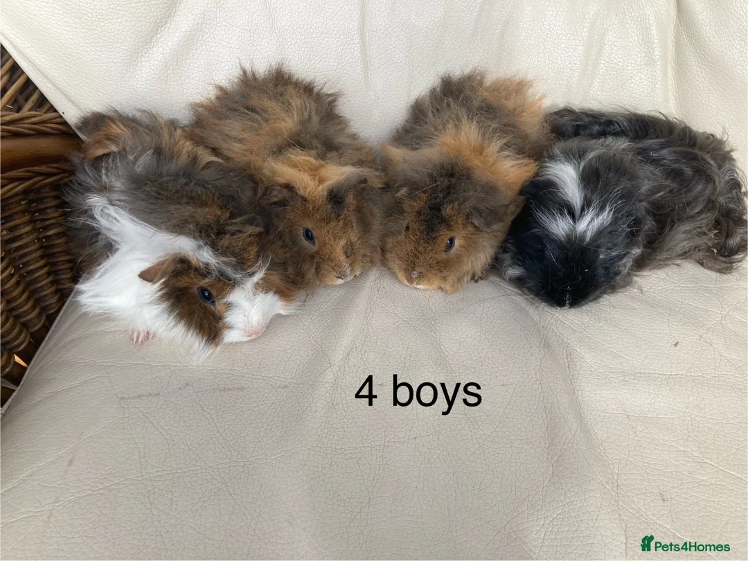 Guinea Pig rodents for sale: 5 gorgeous 🐹 Guinea pigs  - Advert 2