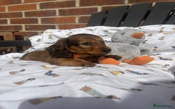 Miniature Dachshund dogs for sale: Amazing Champ Bloodlines Mini Dachshunds ✨ - Image 31