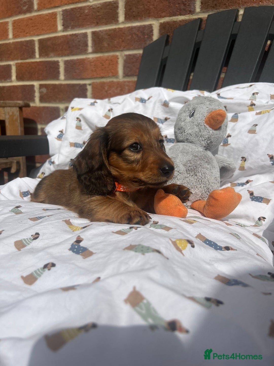 Miniature Dachshund dogs for sale: Amazing Champ Bloodlines Mini Dachshunds ✨ - Image 31