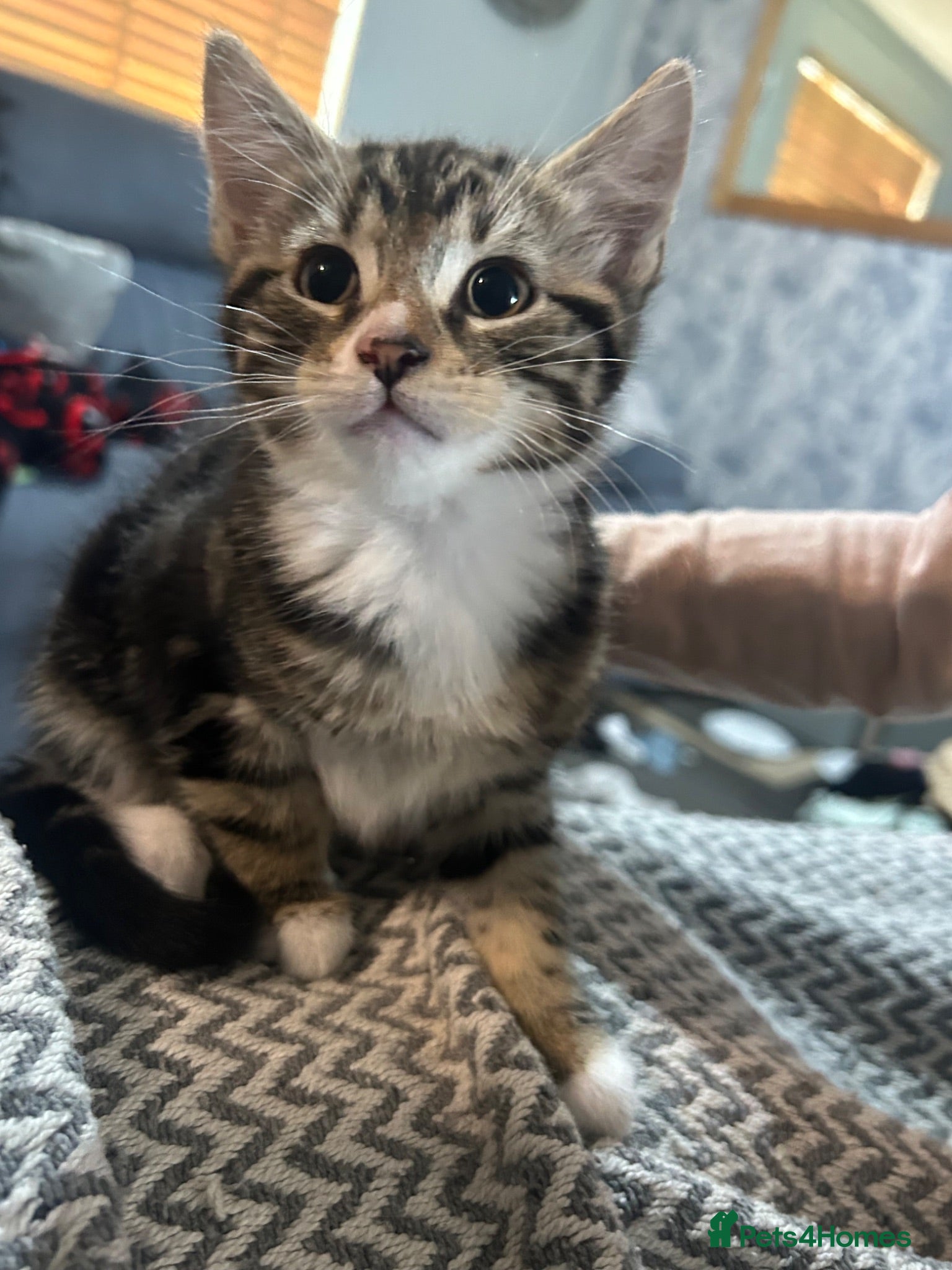Mixed Breed cats Stunning kittens for sale - Advert 1