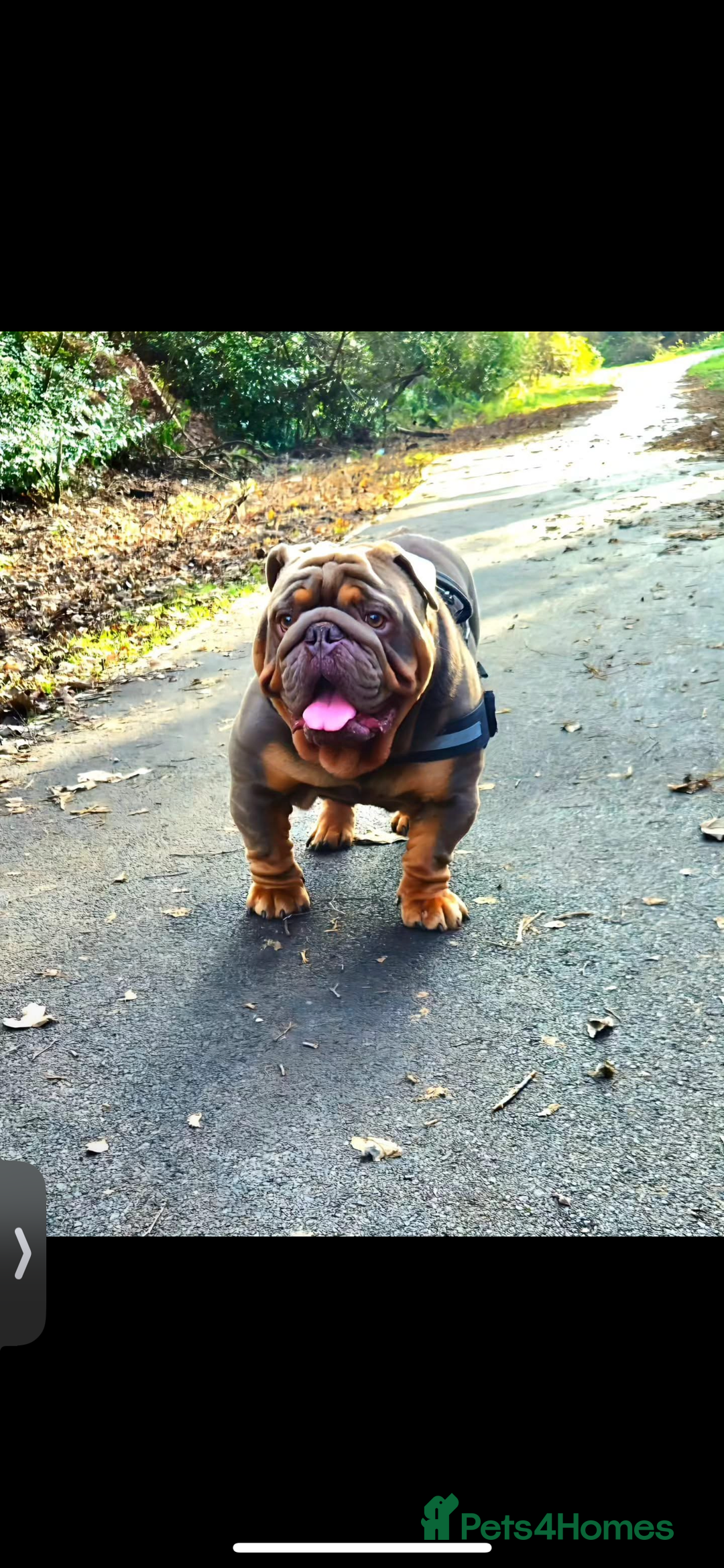 English Bulldog dogs for sale: Outstanding English bulldogs  - Image 23