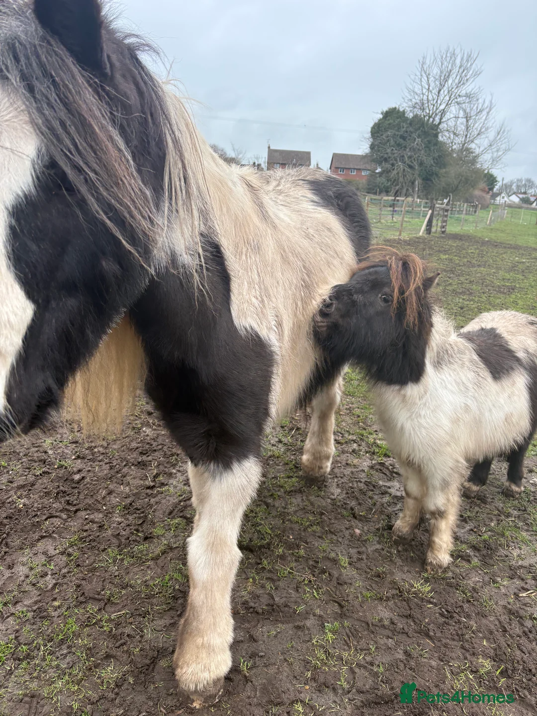 Shetland pony horses for sale: Shetland pony  - Advert 2