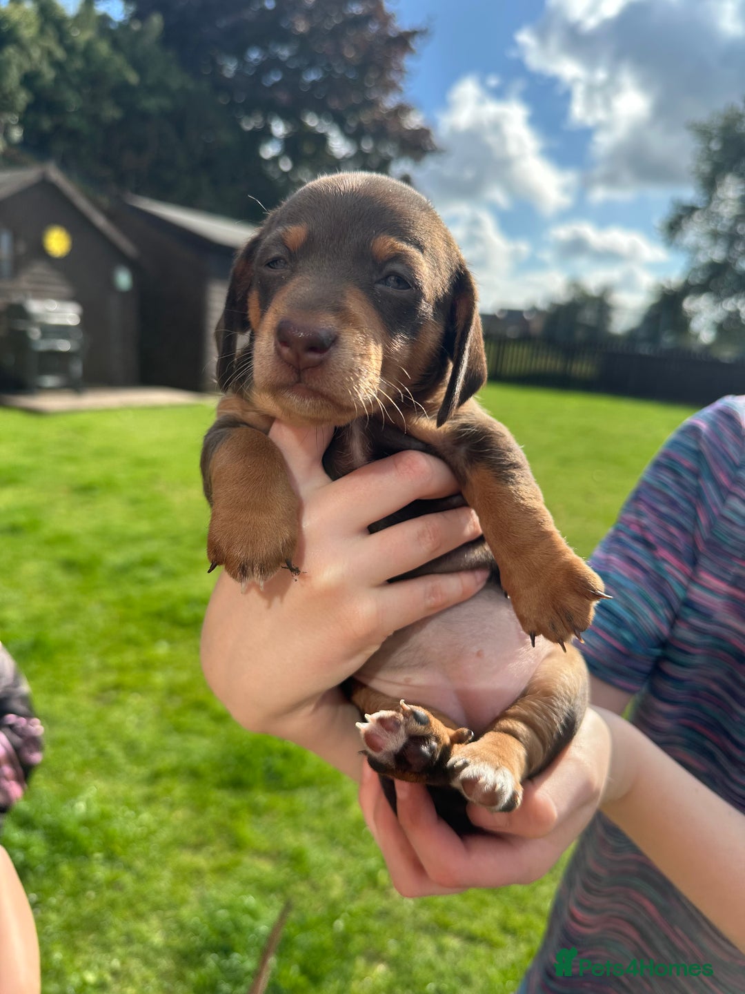 Miniature Dachshund dogs for sale: Mini daschund/ choc /tan girl - Image 5