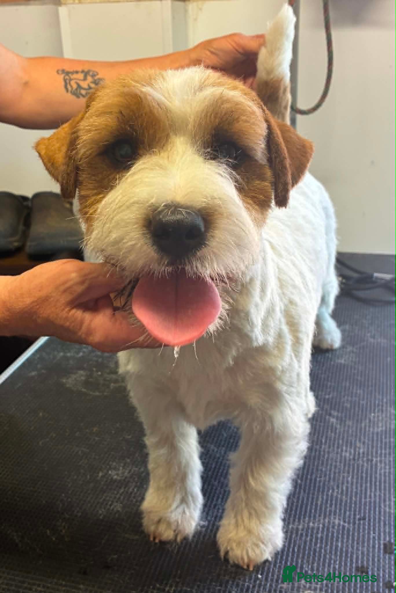 Jack Russell dogs K.C. Registered Jack Russell - Advert 1