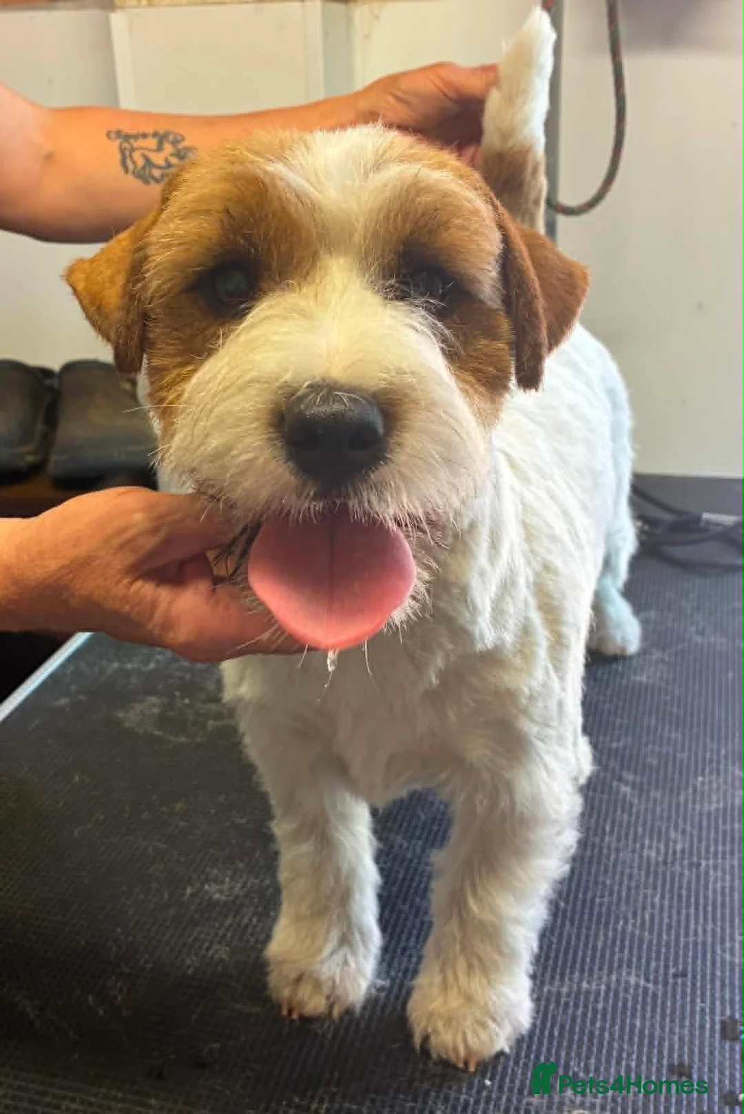 Jack Russell dogs for stud: K.C. Registered Jack Russell - Advert 1