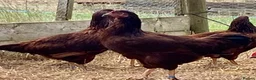 Chickens poultry for sale: Rhode Island Red - Advert 9