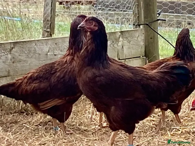 Chickens poultry for sale: Rhode Island Red - Advert 1