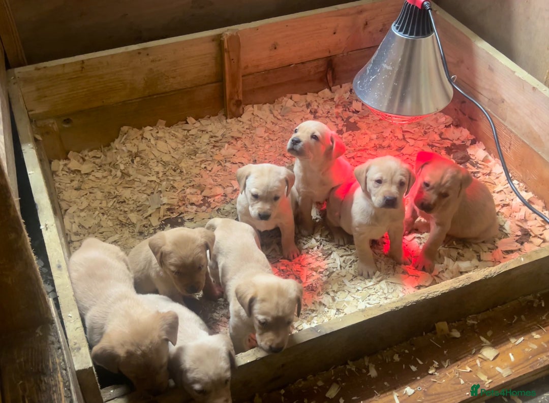 Labrador Retriever dogs for sale: Gorgeous KC registered Labrador puppies 🤩 - Advert 7