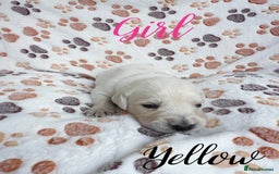Golden Retriever dogs for sale: 1 LEFT *Ready to Go* Golden Retriever puppies 🐾 - Image 22