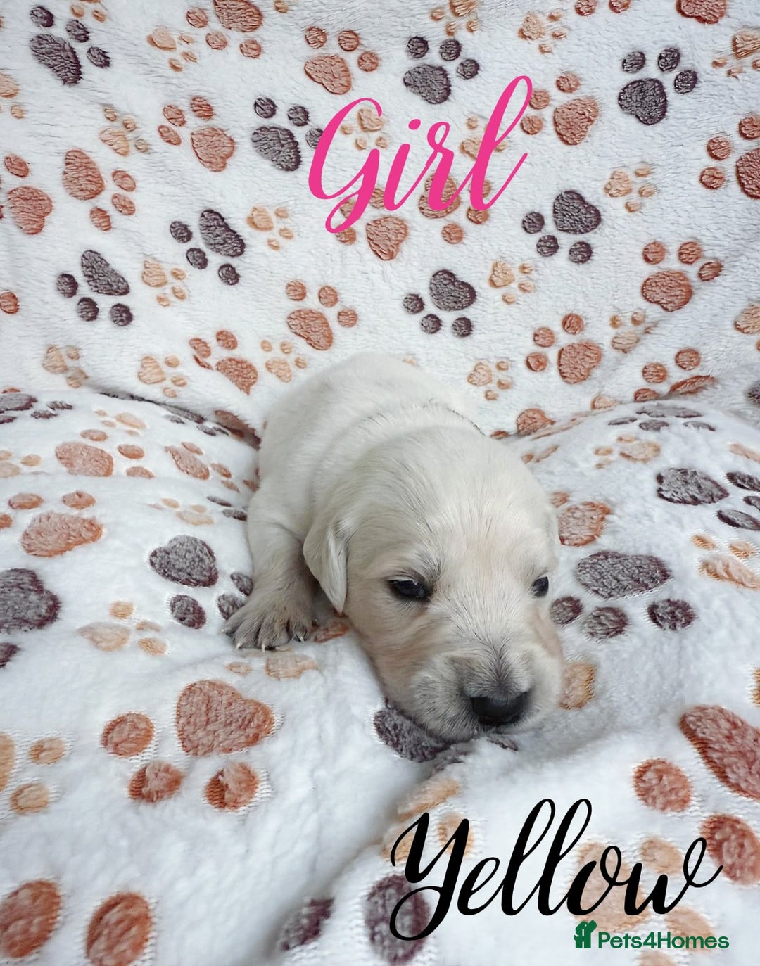 Golden Retriever dogs for sale: 1 LEFT *Ready to Go* Golden Retriever puppies 🐾 - Image 22