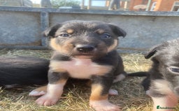 Mixed Breed dogs for sale: Beautiful Huntaway x Collie pups  - Image 33