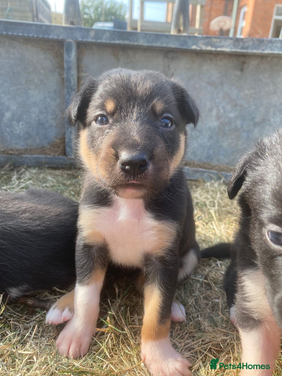 Mixed Breed dogs for sale: Beautiful Huntaway x Collie pups  - Image 33