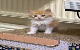 British Longhair cats for sale: Kittens for sale - Image 4