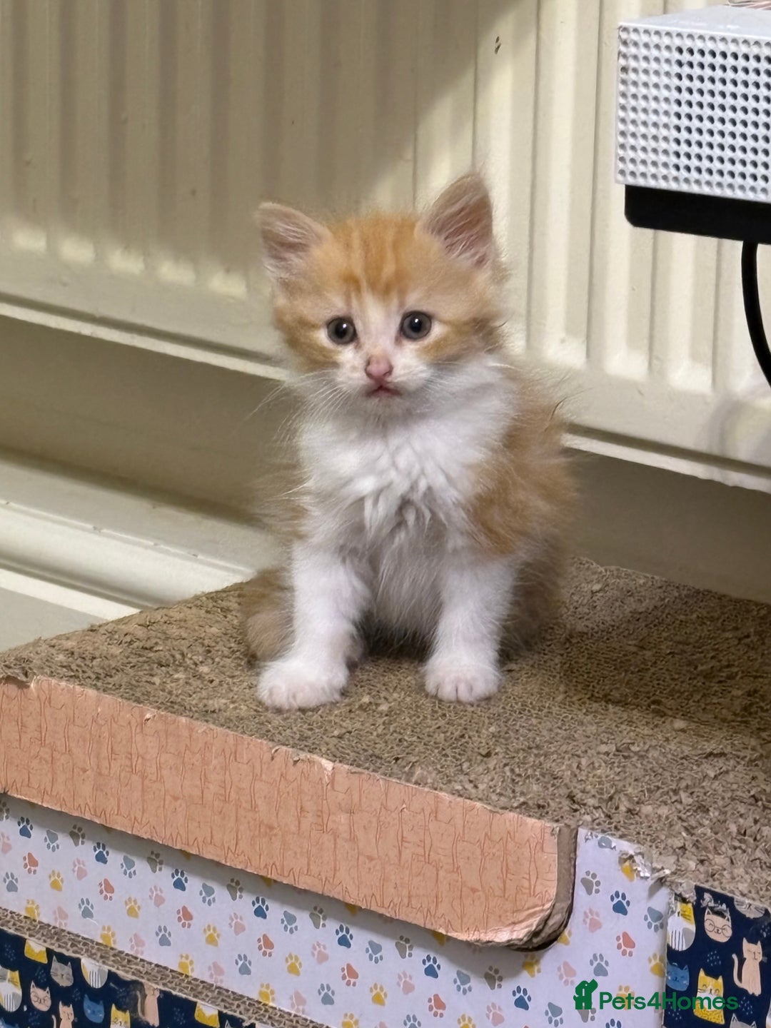 British Longhair cats for sale: Kittens for sale - Image 4