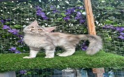 Maine Coon cats for sale: Russian bloodline Maine Coon Kittens 20+Gen! 🏆 - Image 32
