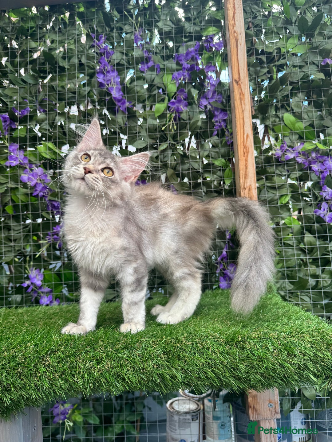 Maine Coon cats for sale: Russian bloodline Maine Coon Kittens 20+Gen! 🏆 - Image 32