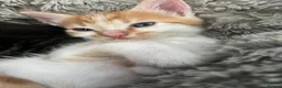 Mixed Breed cats for sale: Gorgeous kittens looking for homes - Advert 5