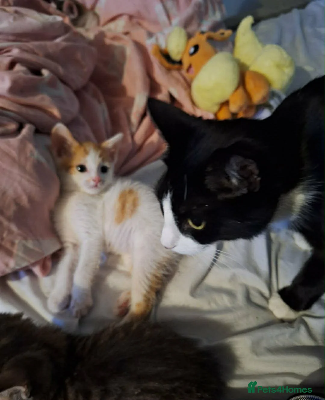 Mixed Breed cats for sale: 3 beautiful Kitten for sale  in Basildon - Advert 15