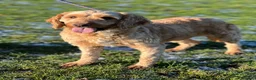 Cockapoo dogs for sale: Gorgeous F1b Cockapoos 5⭐️ Licensed Breeder DNA  - Advert 17