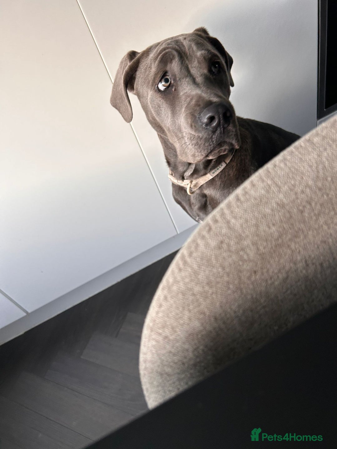 Cane Corso dogs for sale: Blue Cane Corso 6 Months old - Image 3