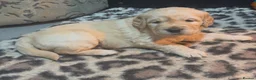 Golden Retriever dogs for sale: Golden Retriever puppies  - Advert 6